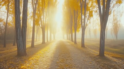 A misty path lined with yellow trees, with sunlight breaking through the fog.
