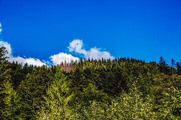 Obraz premium Landscapes - Forest - Europe, Romania, Suceava region