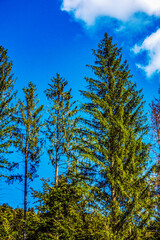 Obraz premium Landscapes - Forest - Europe, Romania, Suceava region