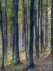 Obraz premium Landscapes - Forest - Europe, Romania, Suceava region