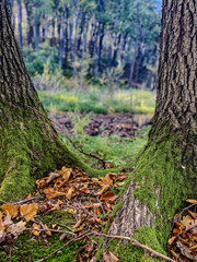 Landscapes - Forest - Europe, Romania, Suceava region
