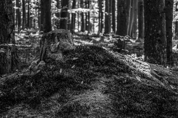 Landscapes -  Forest - Europe, Romania, Suceava region