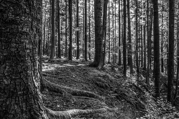 Landscapes -  Forest - Europe, Romania, Suceava region