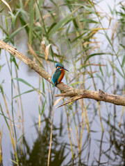 kingfisher on branch