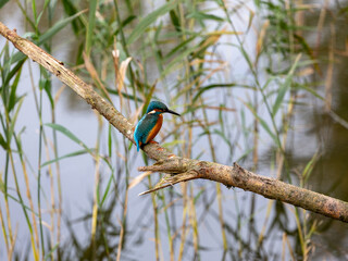 kingfisher on a branch