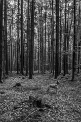 Landscapes -  Forest - Europe, Romania, Suceava region
