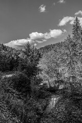 Landscapes -  Forest - Europe, Romania, Suceava region