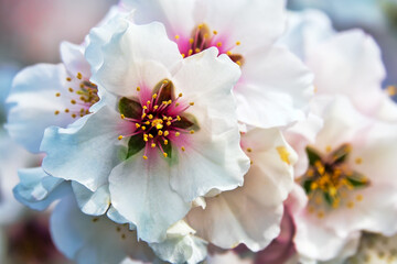 February bitter almond (Amygdalus communis) blossom, new pink flowers strewn the tree. Last year's fruits were preserved on the flowering branches. Symbol of virginity, purity and divinity art