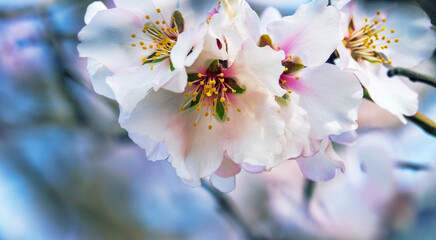 February bitter almond (Amygdalus communis) blossom, new pink flowers strewn the tree. Last year's fruits were preserved on the flowering branches. Symbol of virginity, purity and divinity art