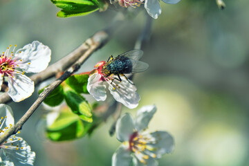 Synecology. Insect-pollinators. Blooming cherry plum (Prunus iranica) in village yard. First flies as pollinators of first flowers - Fly drinks nectar and collects it on its head pollen grain