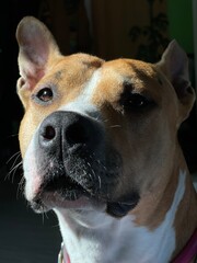 american staffordshire terrier