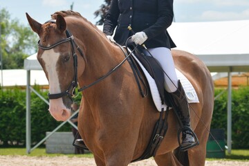 Fototapeta premium Closeup of a dressage horseback rider holding the reins and about to compete in a horse show test.