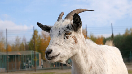 Fototapeta premium Close-up of a goat with curved horns and a gentle expression, standing in a farm setting with autumn trees in the background.