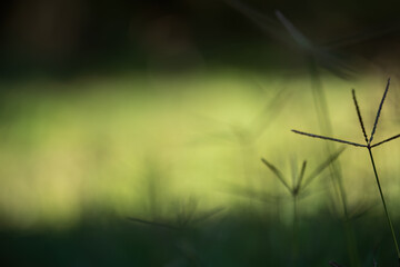Silhouetted Grass Blades with Blurred Green Background
