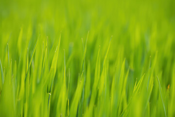 Close-Up of Fresh Green Grass Blades
