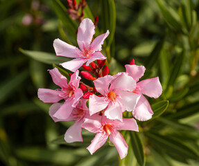 A vibrant cluster of pink oleander flowers in full bloom. The flowers are characterized by their delicate, five-petaled blooms, each petal showcasing a soft pink hue.