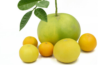 A size comparative collection of the various citrus oranges isolated on white background
