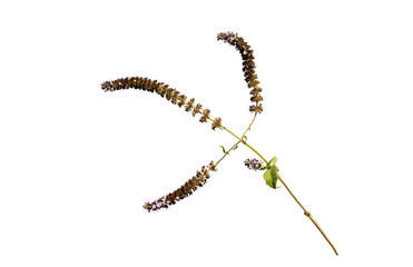Aromatic flowers and seeds of a wild mint on the edge of a stream in late October, isolated on white background