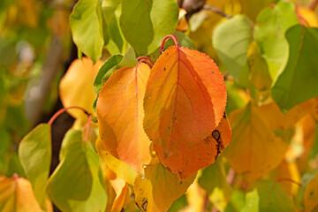 Obraz premium Colorful apricot (Prunus armeniaca) leaves in the Mediterranean nature in autumn