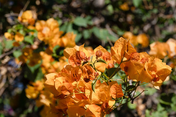 Soft yellow bougainvillea flowers blooming on a branch with green leaves set against a clear blue sky, embodying a warm Mediterranean feel.
