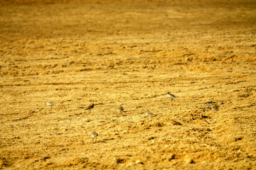 Arctic common ringed plover (Charadrius hiaticula) winter on the sandy shore of the Persian Gulf