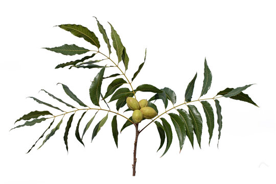 A beautiful branch of the pecan (Carya illinoinensis) with leaves and nuts in green nutshell ready for harvest in the fall towards the end of October, isolated on white background