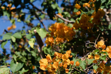 Soft yellow bougainvillea flowers blooming on a branch with green leaves set against a clear blue sky, embodying a warm Mediterranean feel.
