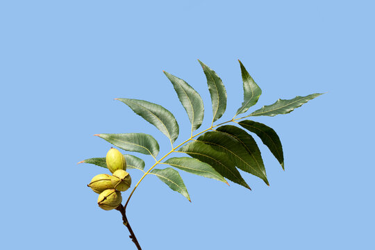 A beautiful branch of the pecan (Carya illinoinensis) with leaves and nuts in green nutshell ready for harvest in the fall towards the end of October, isolated on blue sky background