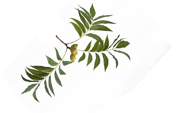 A beautiful branch of the pecan (Carya illinoinensis) with leaves and nuts in green nutshell ready for harvest in the fall towards the end of October, isolated on white background