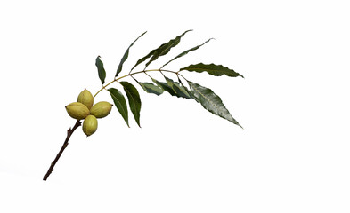 A beautiful branch of the pecan (Carya illinoinensis) with leaves and nuts in green nutshell ready...