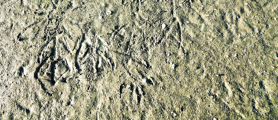 Bird's feet background. Prints of ducks' legs on a muddy shoal, shelducks (Tadorna tadorna)
