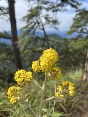 Fototapeta premium A close-up of vibrant yellow wildflowers against a blurred, mountainous landscape, showcasing nature's beauty and biodiversity.