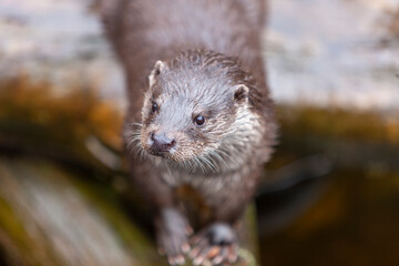 European Otter (Lutra lutra) in natural habitat