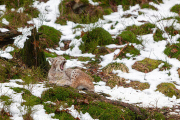 Wild cat Lynx (Lynx lynx) Bobcat yawns in the forest