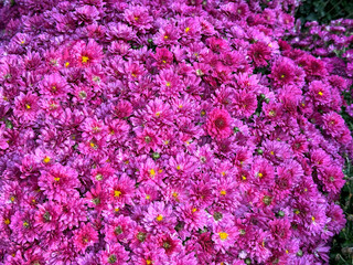 Obraz premium Chrysanthemum flowers pink blooms garden mums