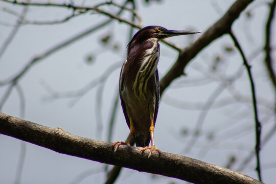 butorides virescens.