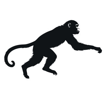recommend clip art: a monkey running vector silhouette, fill with black color, isolated white background