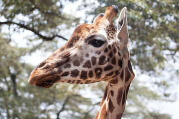 Close up profile of a rothschild's giraffe in kenya, Africa