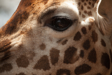 close up of giraffe head and eye © DaiMar