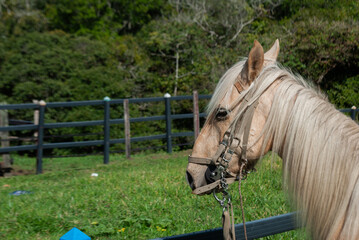 horse with saddle inside a tourist farm