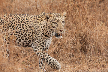 Close up face shot of a leopard. This was a chance encounter with a very elusive big cat in Africa