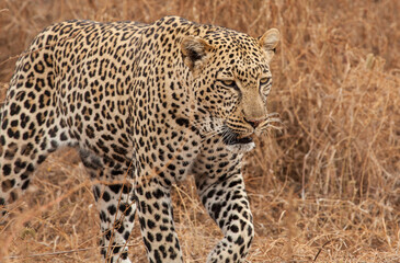 Close up of an elusive leopard in golden grass background
