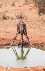 The awkward stance of a giraffe, bending down to drink water