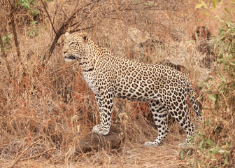 Incredible side view of a leopard, wild and free in Tsavo National Park in Kenya, Africa
