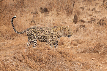 Leopard on the hunt in golden grass