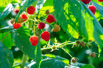 Juicy red raspberry berries on bush illuminate by sun. Unripe green berries nearby. Secrets of care.