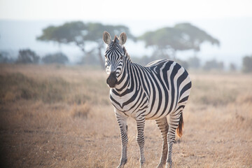 Isolated zebra standing and looking at the camera with the African savanna as background