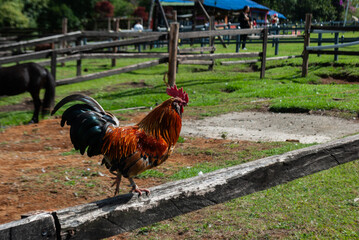 funny rooster running on top of a fence, on a farm © manuel_mrln