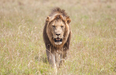 Male lion with black mane walking right at the camera