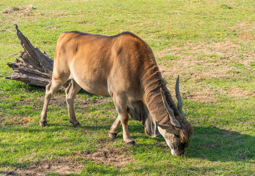 Ant&iacute;lope Eland Com&uacute;n Taurotragus oryx 